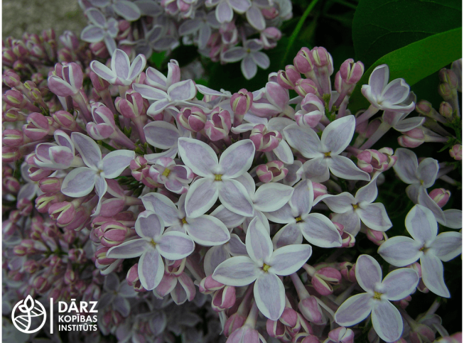Syringa vulgaris   'Gaistošais Sapnis'
